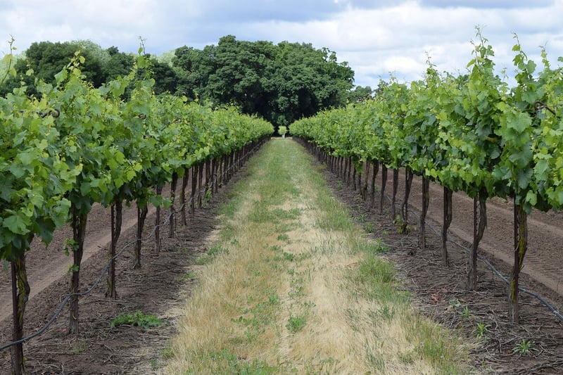 Vineyard and Winery